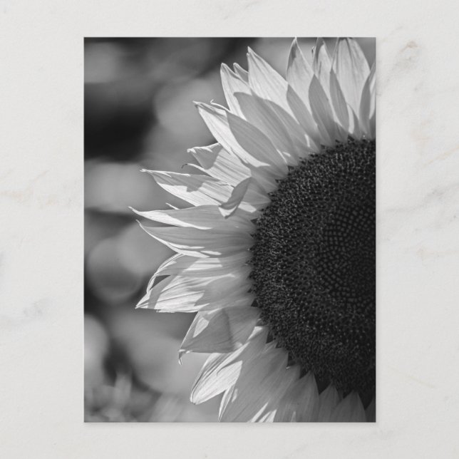 Postcard Sunflower In The Field BW (Front)