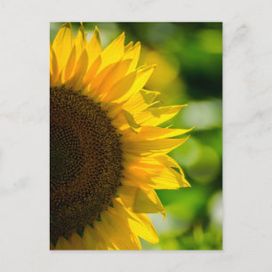 Postcard Sunflower In The Field Photography