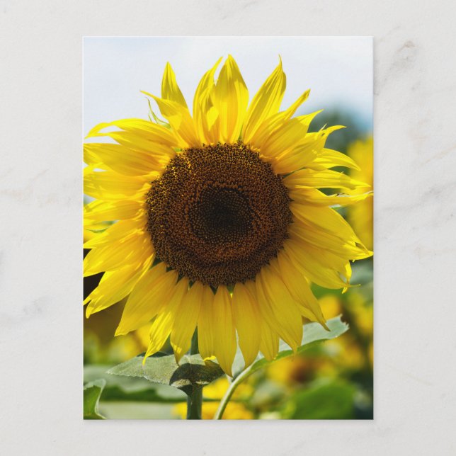 Postcard - Sunflower Isolated (Front)