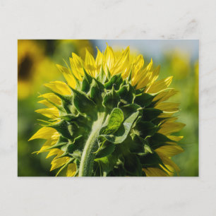 Postcard Sunflower Reverse Perspective