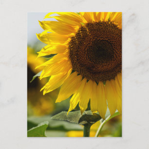 Postcard - Sunflower Summer Vibrance