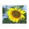 Postcard Sunflower with cartoon effect Yellow