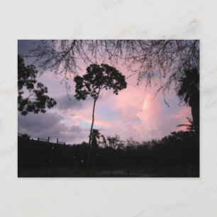 Postcard: Sunset World Florida Postcard