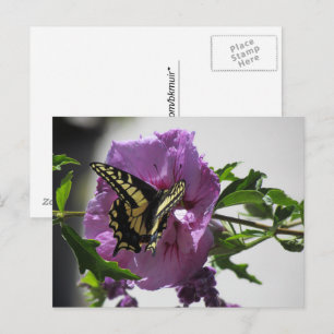 Postcard - Swallowtail Butterfly on Blossom