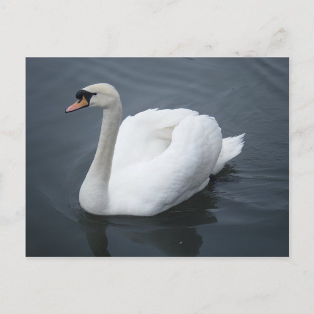 Postcard - Swan (Front)
