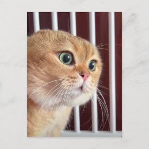 Postcard Talking Cats Meme