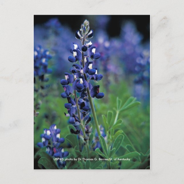 Postcard / Texas Bluebonnet (Front)
