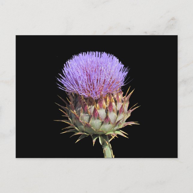 Postcard - Thistle (Front)