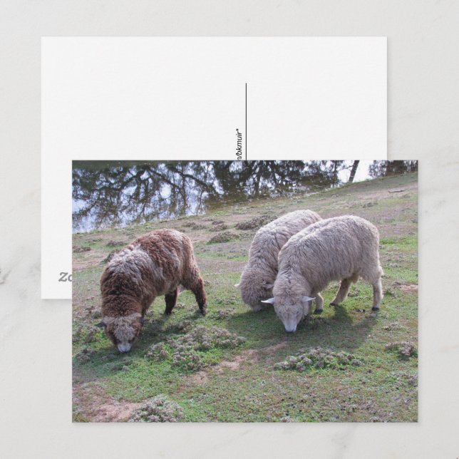 Postcard - Three Sheep (Front/Back)
