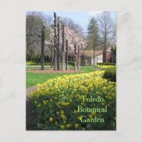postcard/TOLEDO BOTANICAL GARDEN/YELLOW TULIPS