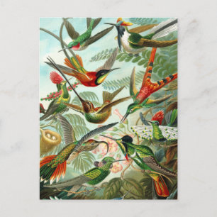 Postcard: Trochilidae ("Hummingbirds") by Haeckel Postcard