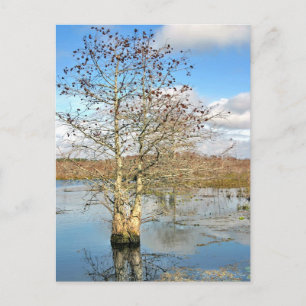 Postcard: Two Trees as One Postcard