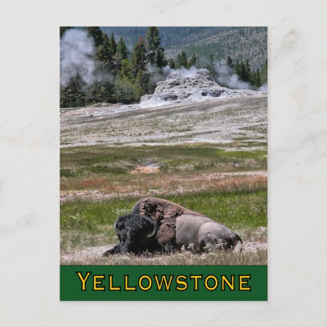 Postcard: Upper Geyser Basin Sentinel Postcard (Front)