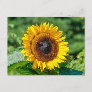 Postcard - Vermont Sunflower