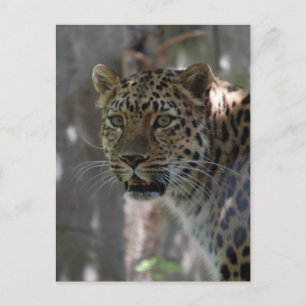 Postcard Vertical Template - Customised
