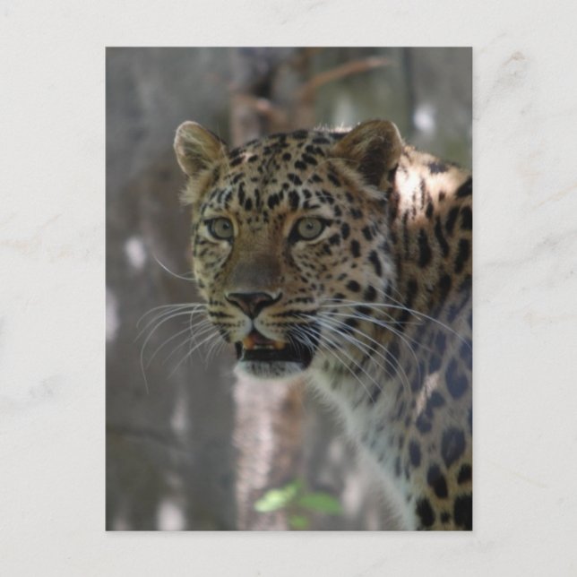 Postcard Vertical Template - Customised (Front)