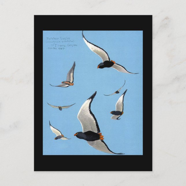 Postcard-Vintage Chicago Art-Abyssinian Birds 13 Postcard (Front)