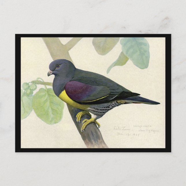 Postcard-Vintage Chicago Art-Abyssinian Birds 1 Postcard (Front)