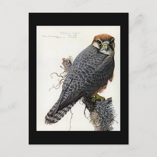 Postcard-Vintage Chicago Art-Abyssinian Birds 2 Postcard (Front)