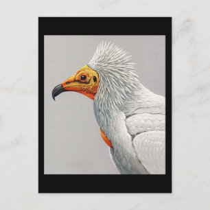 Postcard-Vintage Chicago Art-Abyssinian Birds 3 Postcard