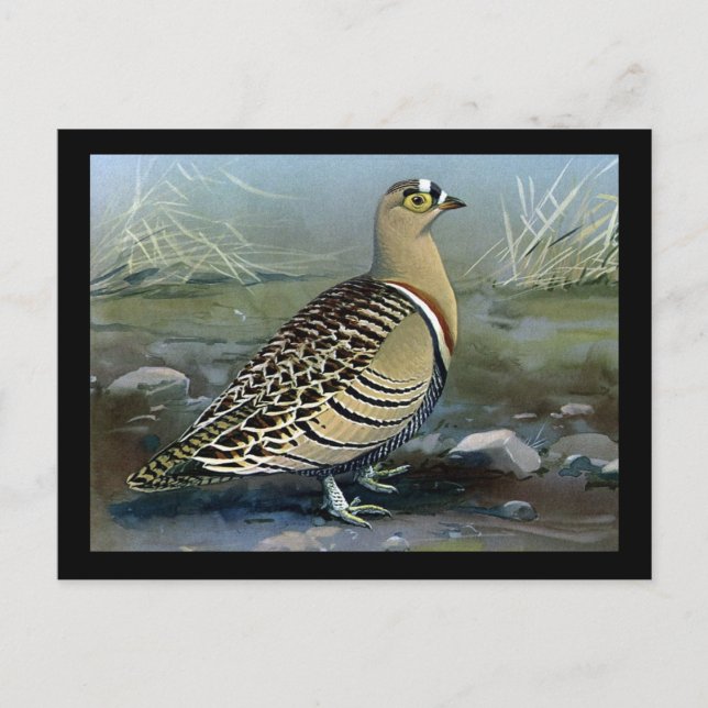 Postcard-Vintage Chicago Art-Abyssinian Birds 5 Postcard (Front)