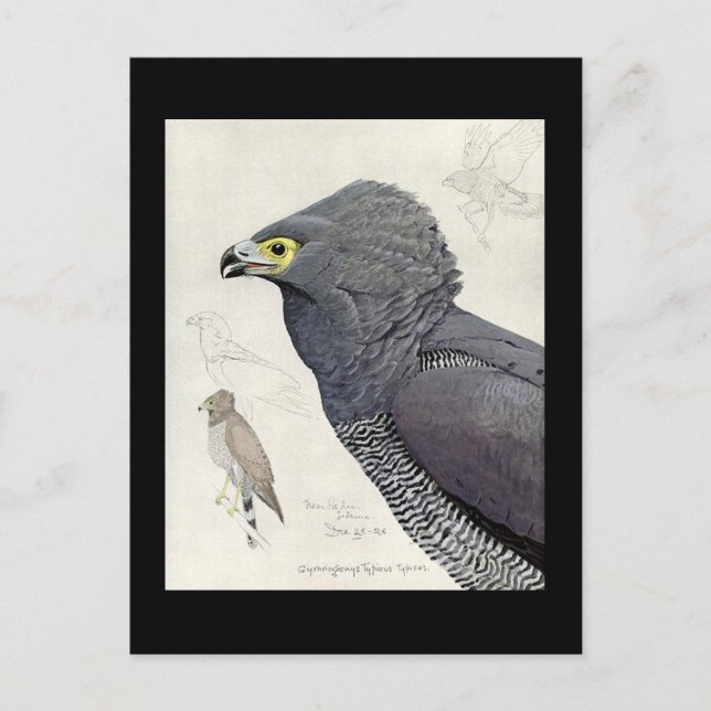 Postcard-Vintage Chicago Art-Abyssinian Birds 6 Postcard (Front)