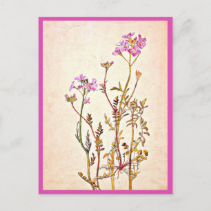 Postcard-Vintage Illustration-Beatrix Potter 1 Postcard