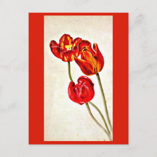 Postcard-Vintage Illustration-Beatrix Potter 5 Postcard