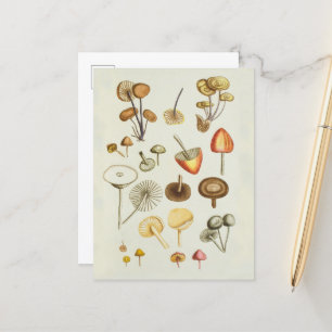 Postcard / Vintage illustration of mushrooms