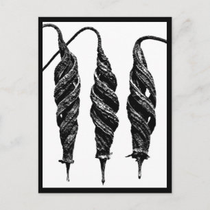 Postcard-Vintage Photography-Karl Blossfeldt 11 Postcard