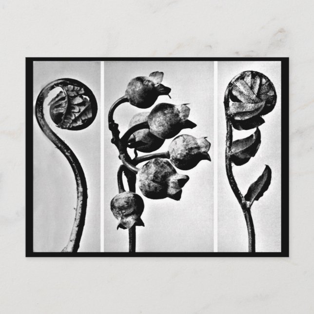 Postcard-Vintage Photography-Karl Blossfeldt 28 Postcard (Front)