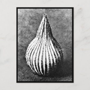 Postcard-Vintage Photography-Karl Blossfeldt 45 Postcard