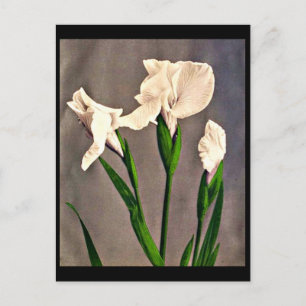 Postcard-Vintage Photography-Kazumasa Ogawa 9 Postcard
