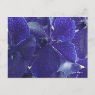 Postcard Violet Blue Orchids, macro photography