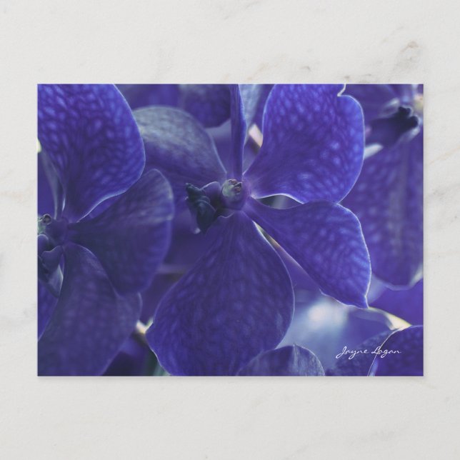 Postcard Violet Blue Orchids, macro photography (Front)
