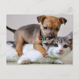 Postcard - Wash Time!