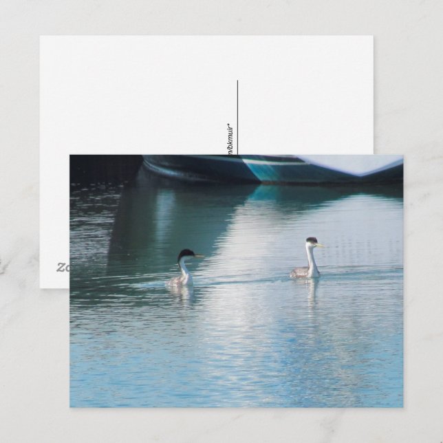 Postcard - Western Grebe in Harbour (hrz) (Front/Back)