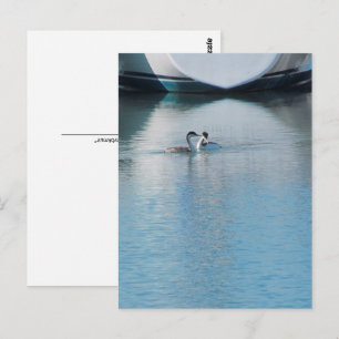 Postcard - Western Grebe in Harbour (vrt)