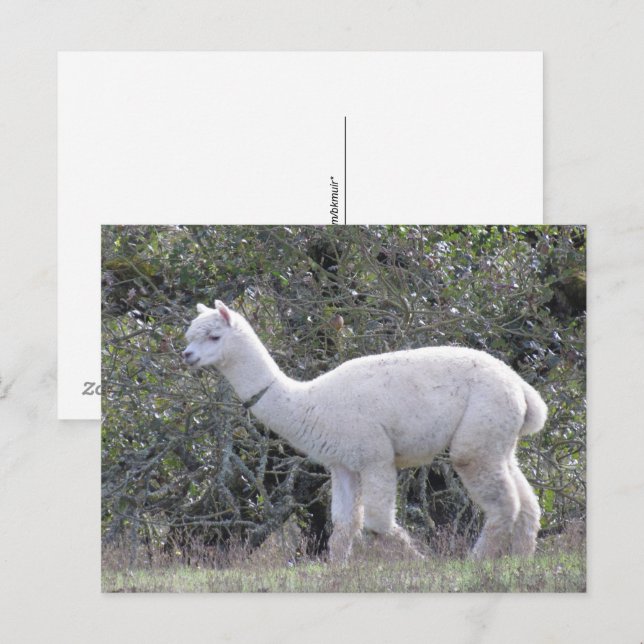 Postcard - White Alpaca (Front/Back)