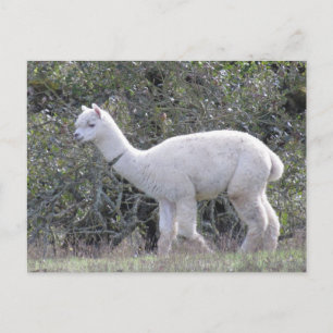 Postcard - White Alpaca