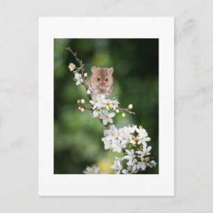 Postcard - Wild Mouse Enjoying The Cherry Blossom