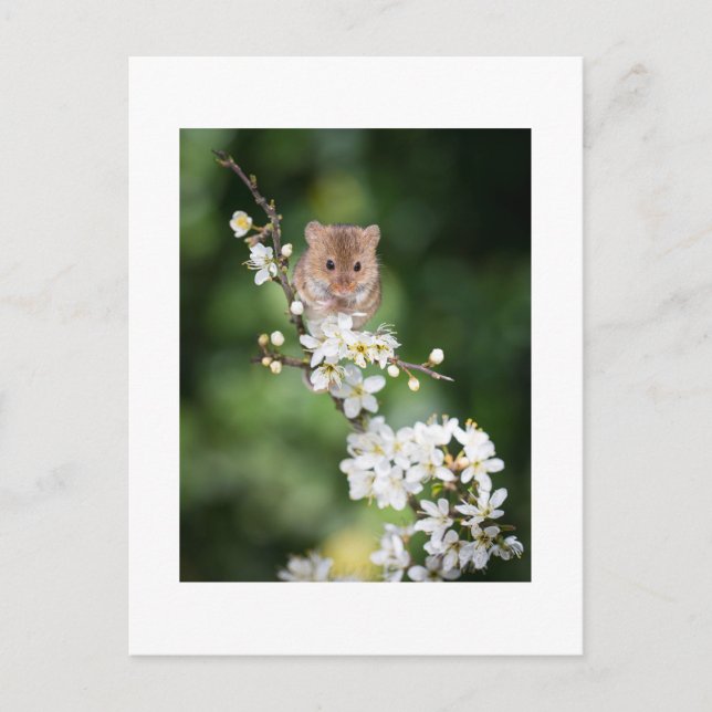 Postcard - Wild Mouse Enjoying The Cherry Blossom (Front)