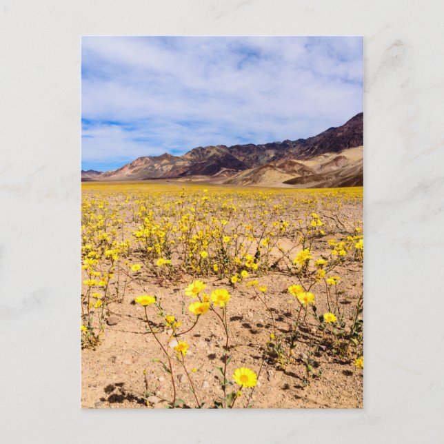 Postcard Wildflowers in Death Valley NP-V (Front)