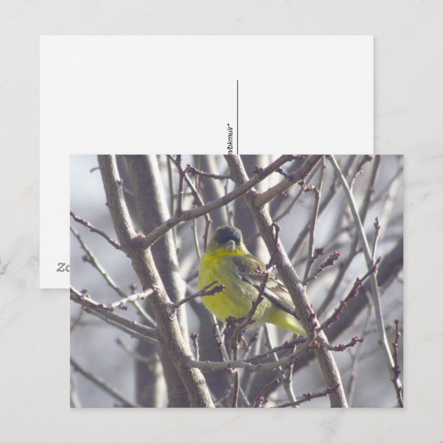 Postcard - Winter Bird (Front/Back)