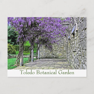 POSTCARD, "WISTERIA AND STONE WALL IN GARDEN" POSTCARD