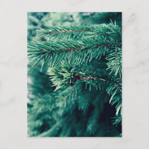 Postcard with Christmas Tree on it