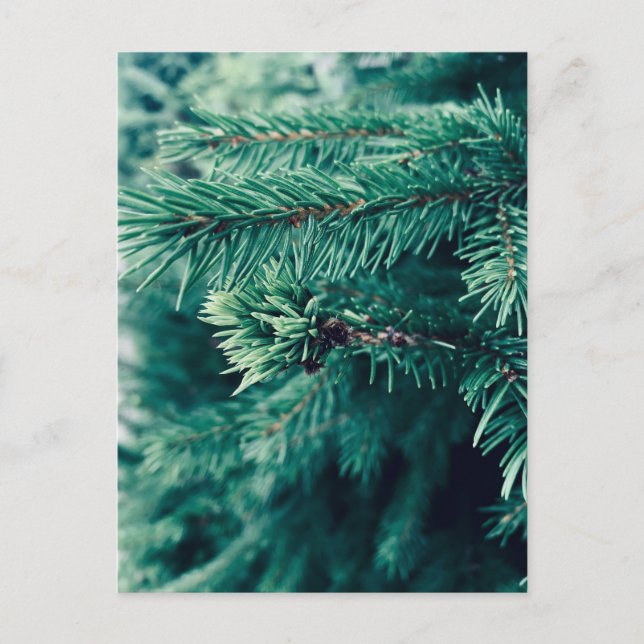 Postcard with Christmas Tree on it (Front)