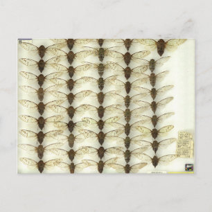 Postcard with Cicadas