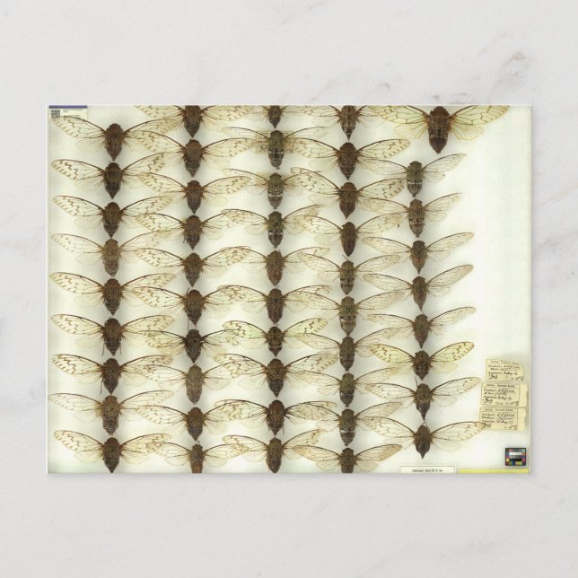 Postcard with Cicadas (Front)