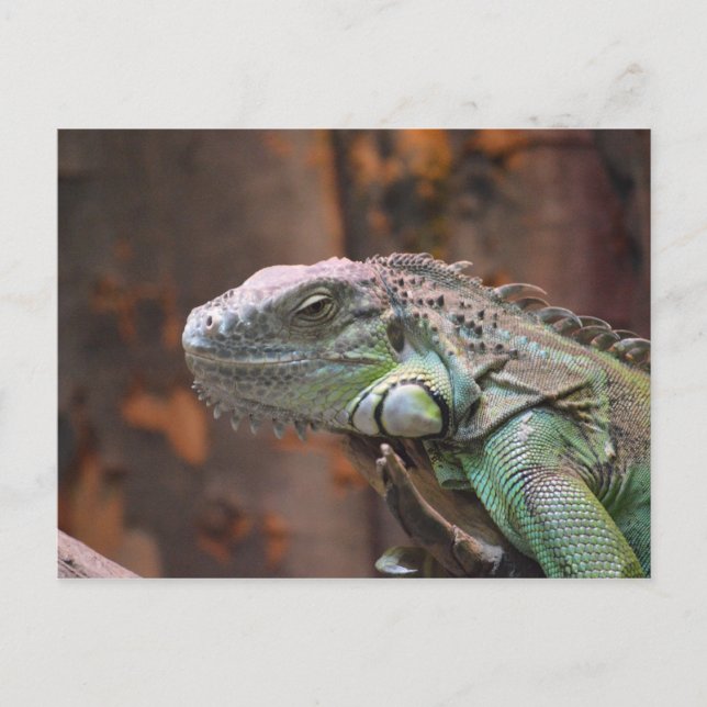 Postcard with colourful Iguana lizard (Front)